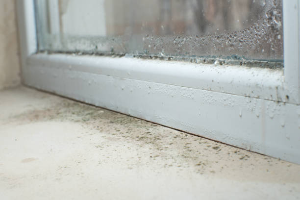 Environmental Consulting for Mold Prevention in Genoa, AR